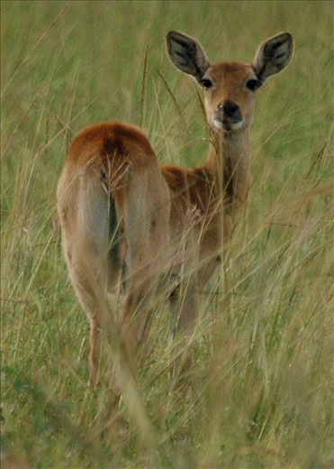 Uganda Kob