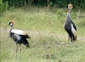 Uganda's National bird - The Crested Crane: by nem, Views[211]