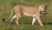 Mom Lion: by nem, Views[283]