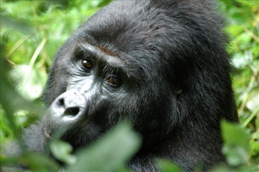 The one you do not mess with! The Silverback!