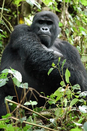 Another shot of Christmas, the Blackback.