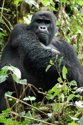 Another shot of Christmas, the Blackback.: by nem, Views[192]