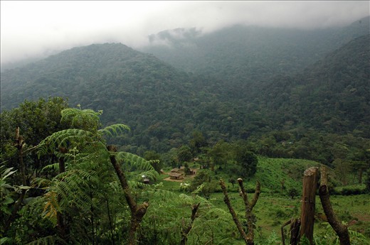 Bwindi Impenetrable Forest. This is where we trekked to find to gorillas.