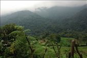 Bwindi Impenetrable Forest. This is where we trekked to find to gorillas.: by nem, Views[164]
