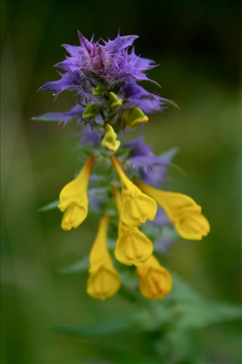 Outside of Stockholm on the small island of Grinda, flowers take advantage of the short summer months to brightly paint the fields. 