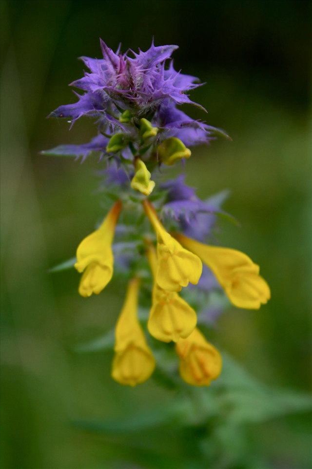 Outside of Stockholm on the small island of Grinda, flowers take advantage of the short summer months to brightly paint the fields. 