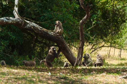 A troop of baboons resting in the shadows of a tree.