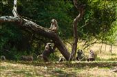 A troop of baboons resting in the shadows of a tree.: by nesh, Views[281]