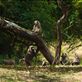 A troop of baboons resting in the shadows of a tree. by: nesh Views[244]