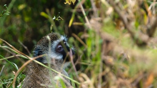 A close-up of a young vervet monkey.
