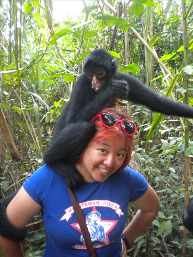 Spider monkey in the Amazon, Peru!