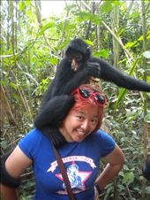 Spider monkey in the Amazon, Peru!: by ness, Views[485]