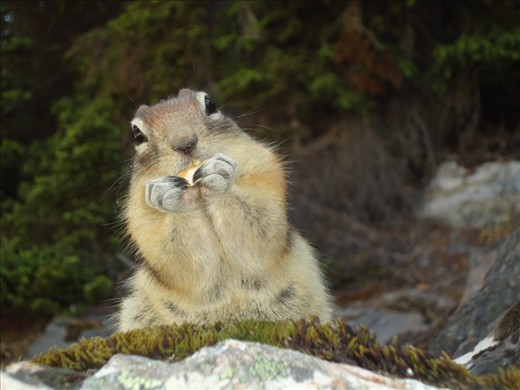 The cutest squirrel that i`ve ever seen. I was glad that i got that shot so close of him.