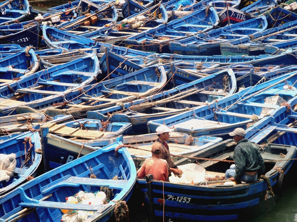 Fishermen discuss their catch in a mash of royal blue fishing boats.