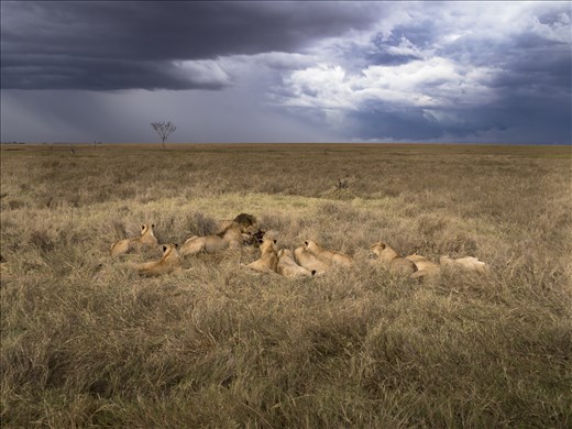 Wildlife / Landscape - Lions