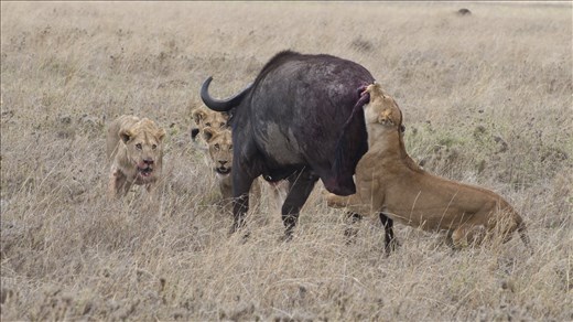 Wildlife - Buffalo Versus Lions