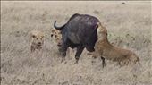 Wildlife - Buffalo Versus Lions: by newzild, Views[247]