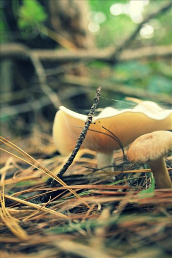 In a pine forest I played in growing up-fungus and pine needles. 