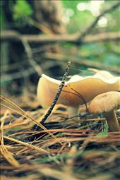 In a pine forest I played in growing up-fungus and pine needles. : by nfraehlich, Views[295]