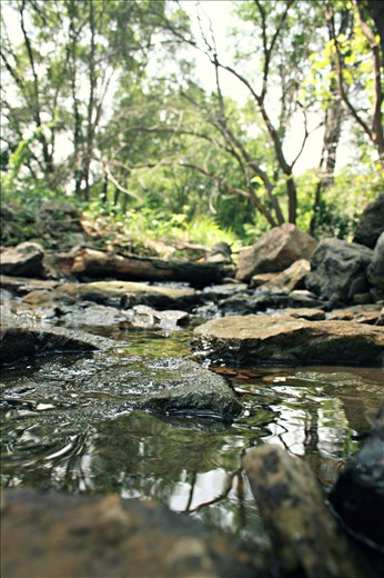 The stream behind my father's house. Low water and exposed stream-bed.