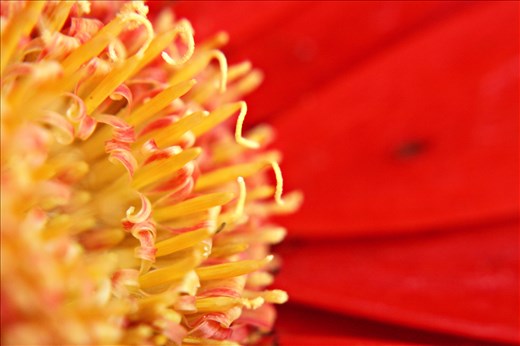 A Gerber Daisy in my father's backyard. Taken with a macro attachment. 