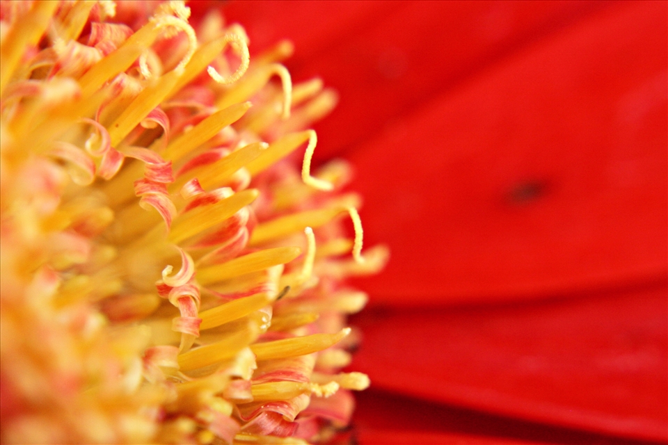 A Gerber Daisy in my father's backyard. Taken with a macro attachment. 