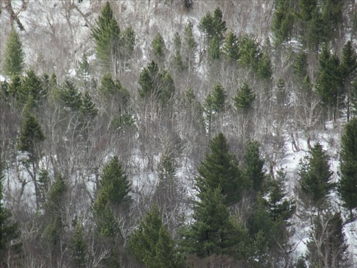 Half life | Life is tough in the Himalayas,Only the most stringent pines survive