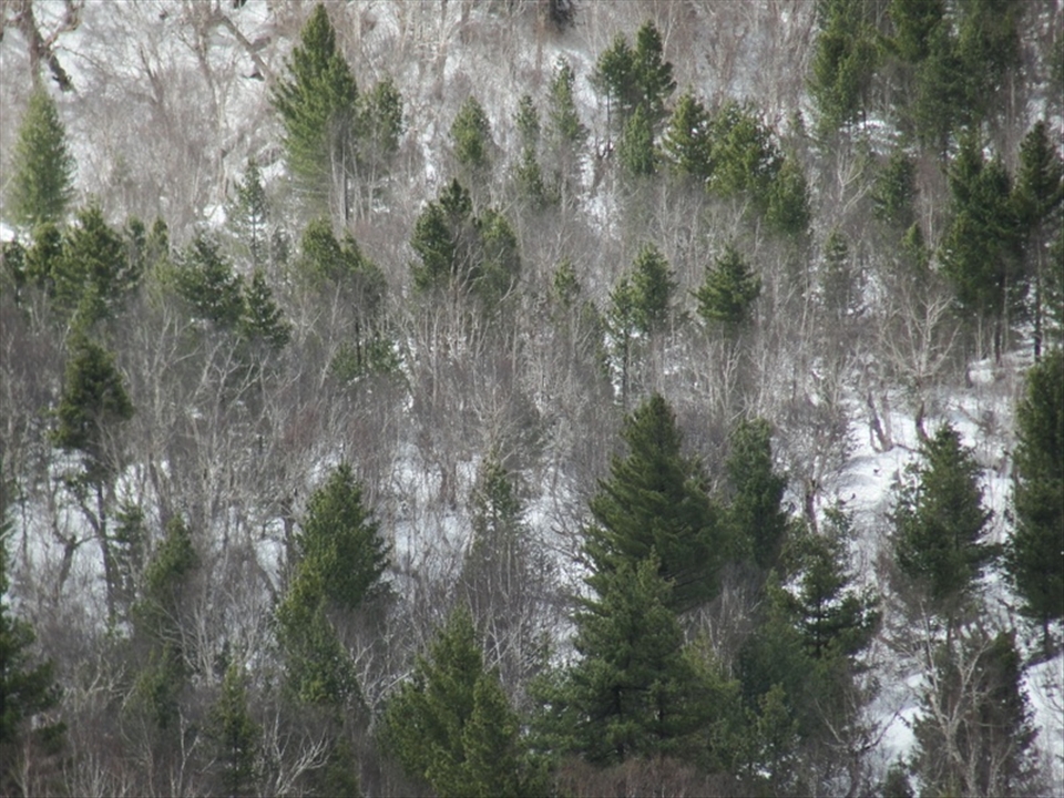 Half life | Life is tough in the Himalayas,Only the most stringent pines survive