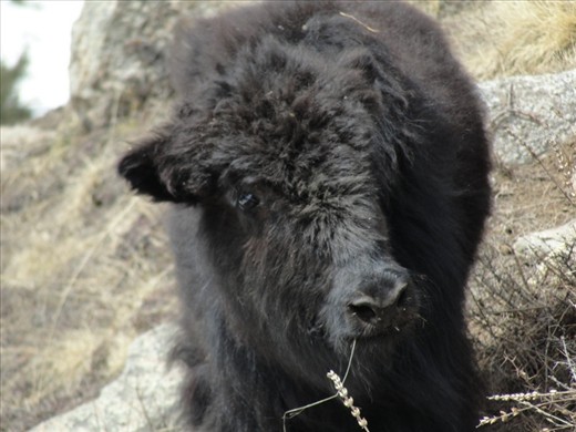 Inquisitive eyes|A young grazing Dzo stumbled onto me as I stopped for a break.