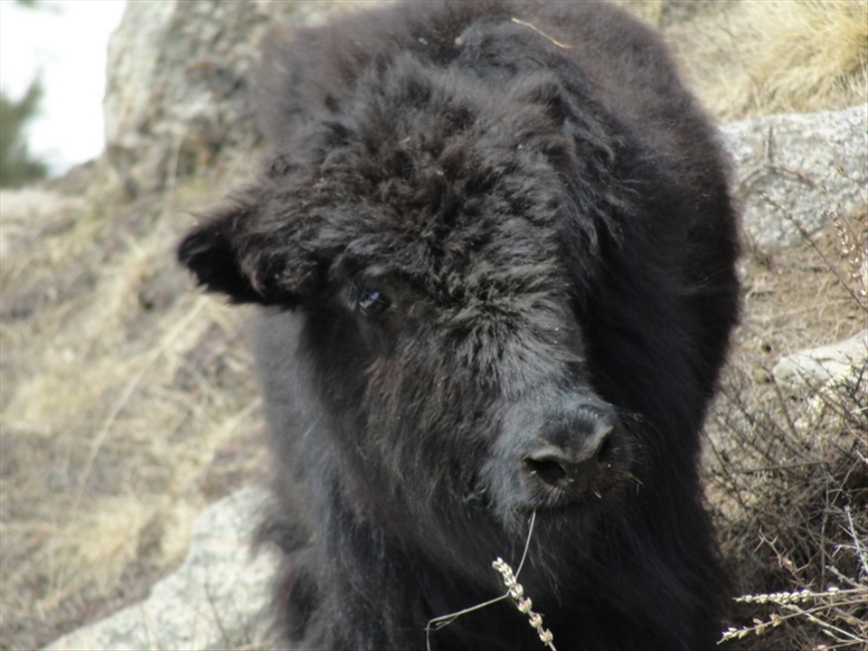 Inquisitive eyes|A young grazing Dzo stumbled onto me as I stopped for a break.