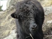 Inquisitive eyes|A young grazing Dzo stumbled onto me as I stopped for a break.: by nh22, Views[920]