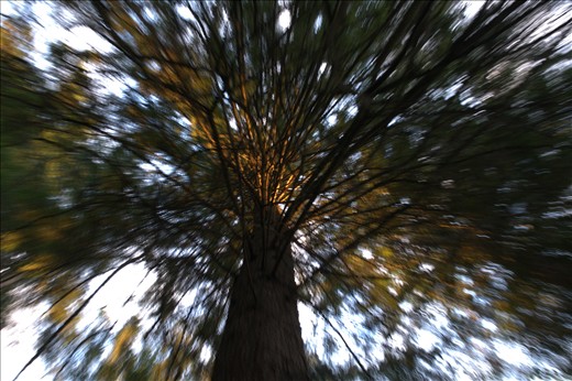Trippy Tree. Feast for the eyes. Grouse MT. Van. Canada