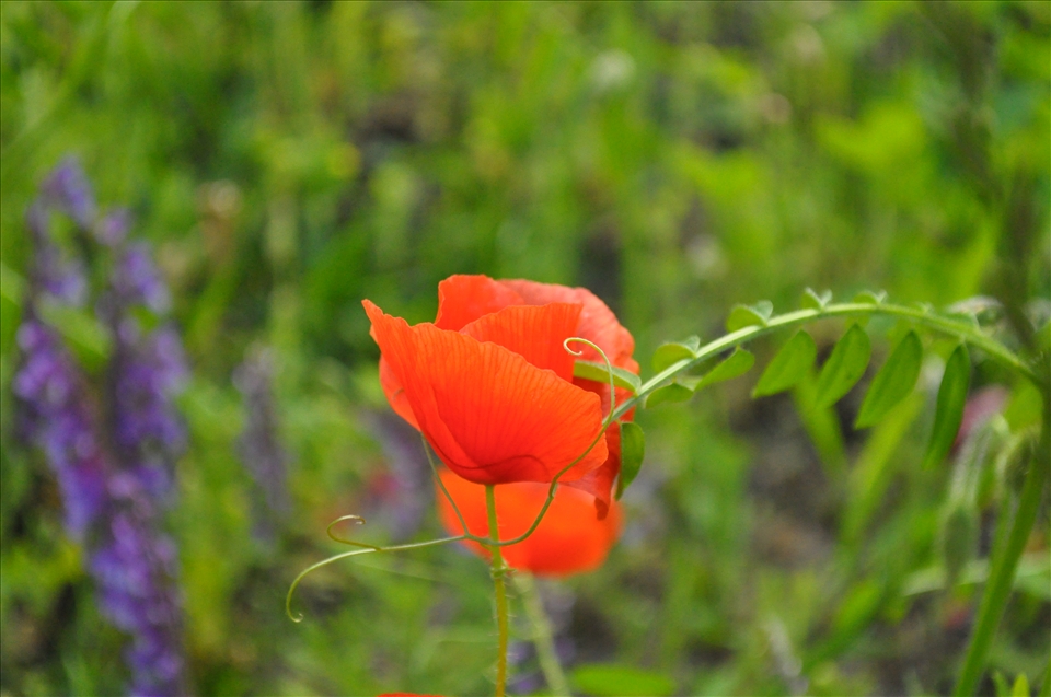 I stand proud, beautiful and alone. Poppy Burnaby PK Summer Vancouver