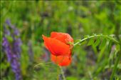I stand proud, beautiful and alone. Poppy Burnaby PK Summer Vancouver: by niamhbrett, Views[354]