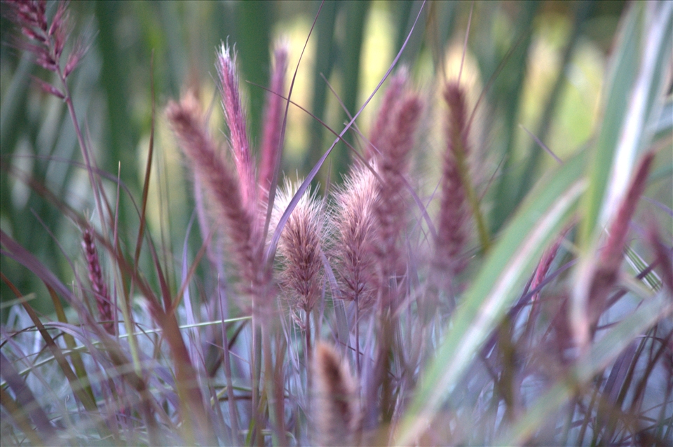 Dancing in the Wind, waltzing with flow and elegance. Vancouver