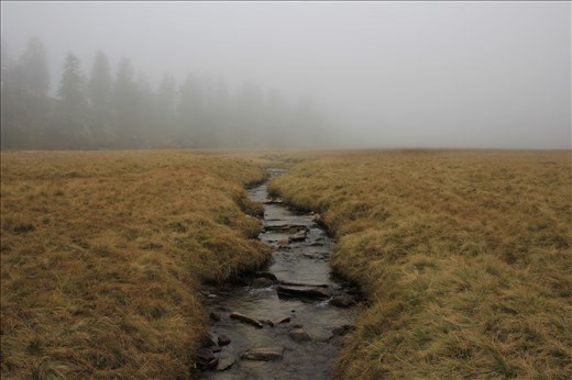 Mystical fog hovering over a mountain stream at an elevation of over 5,000 ft.