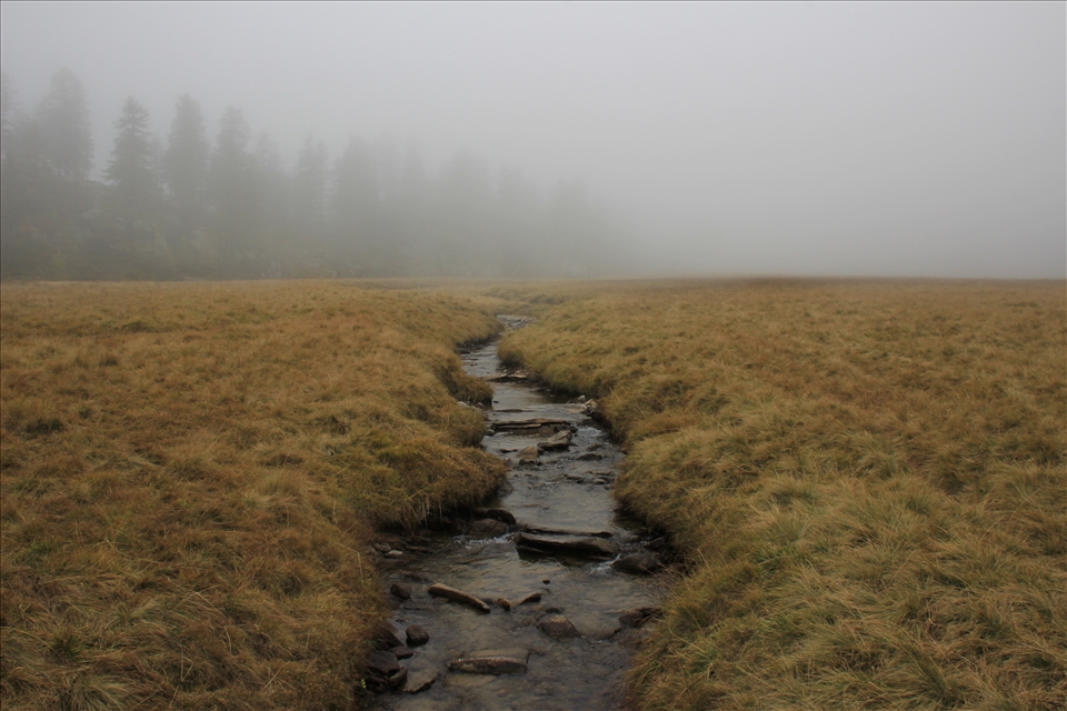 Mystical fog hovering over a mountain stream at an elevation of over 5,000 ft.