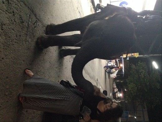 Meeting an elephant on the way home from the bar