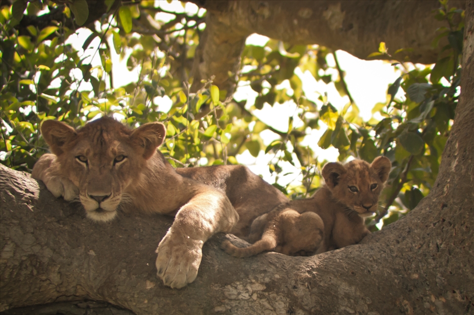 Lions are not just hunters. They are intelligent, social and emotional animals