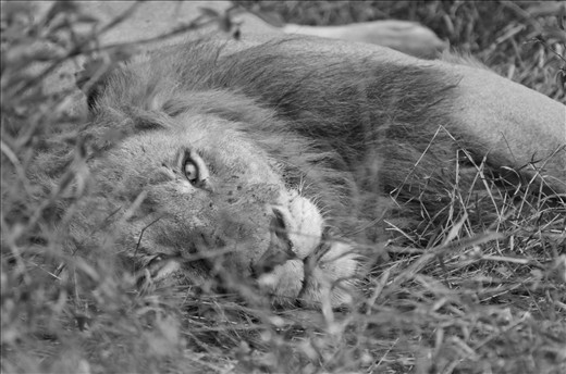 The lions are particularly beautiful when resting