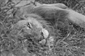 The lions are particularly beautiful when resting: by nickjackson, Views[549]