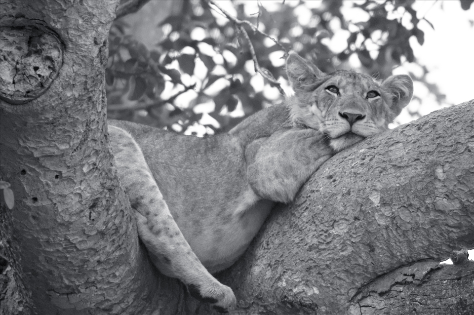 The Ugandan lions are the only ones who climb trees