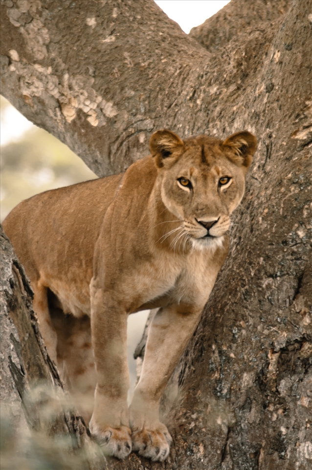 The lions were very interested in me and my camera