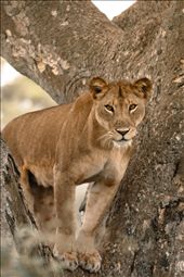 The lions were very interested in me and my camera: by nickjackson, Views[322]