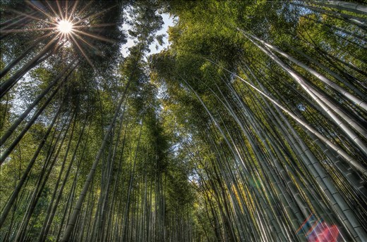 Vast swathes of bamboo is grown to manufacture baskets using ancient techniques