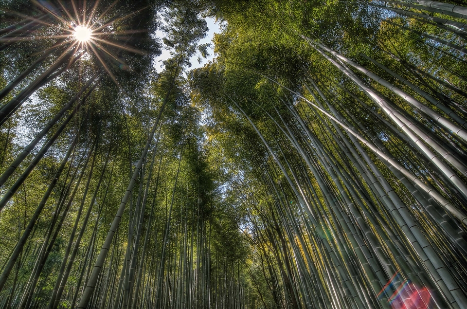 Vast swathes of bamboo is grown to manufacture baskets using ancient techniques