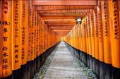 Thousands of orange torii gates line the trail up the hillside to the shrine: by nickjackson, Views[632]