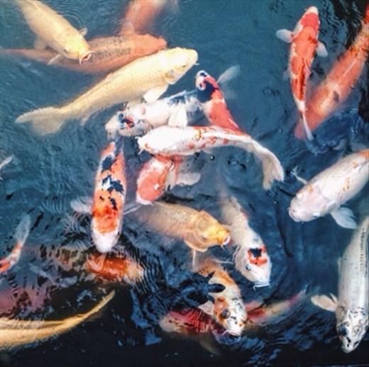 Beautiful colours of the Coy in the Shukkien, Hiroshima