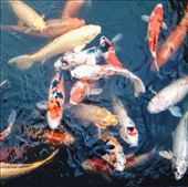 Beautiful colours of the Coy in the Shukkien, Hiroshima: by nickyb, Views[156]