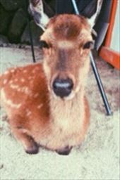 Miyajima Island, also known as Deer Island. Such friendly and cheekily greedy cuties. : by nickyb, Views[132]